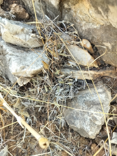 Actiniopteris radiata, photograph 4