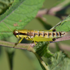 Melanoplus gracilis