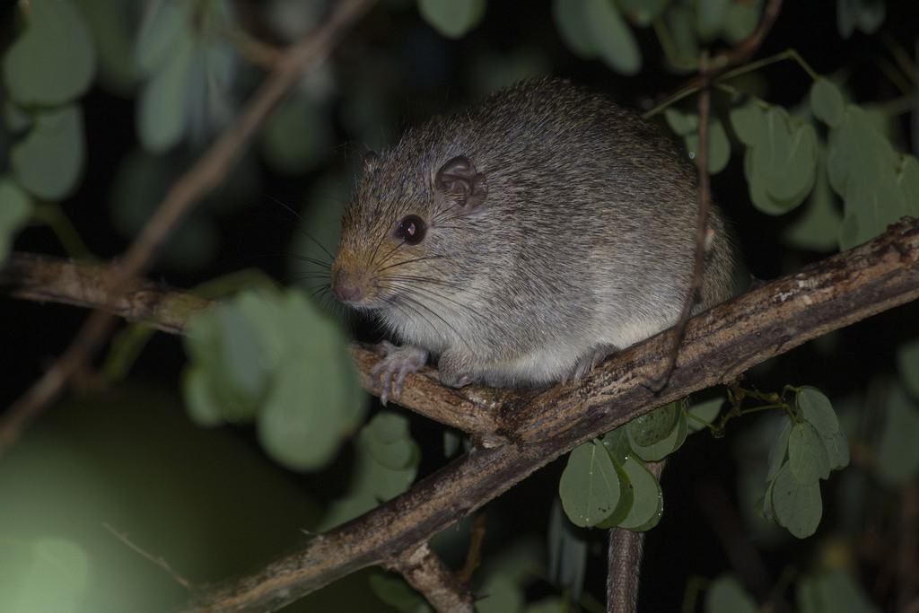Spiny Rats and Hutias