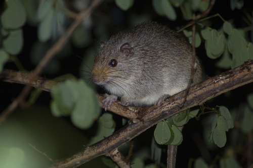 Brazilian Spiny Tree Rat