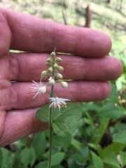 Tiarella austrina