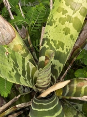 Vriesea