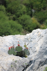 Opuntia stenopetala, photograph (c) José Belem Hernández Díaz, some rights reserved (CC BY)