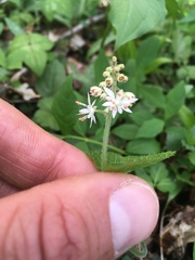 Tiarella austrina
