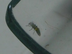 Coccinellidae