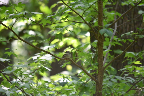 Chipping Sparrow