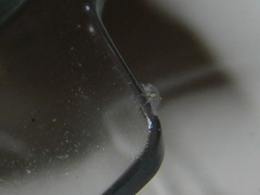 Coccinellidae