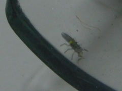 Coccinellidae