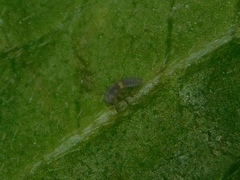 Coccinellidae