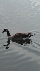 Branta canadensis