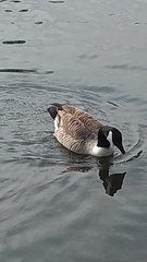 Branta canadensis