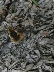Bombylius major