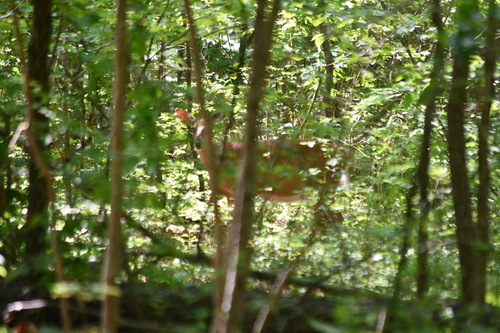 White-tailed Deer