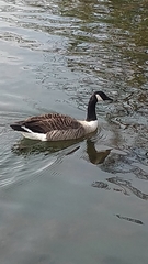 Branta canadensis