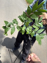 Zanthoxylum scandens, photograph (c) 鄭雪雲, some rights reserved (CC BY)