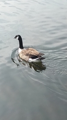 Branta canadensis