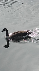 Branta canadensis