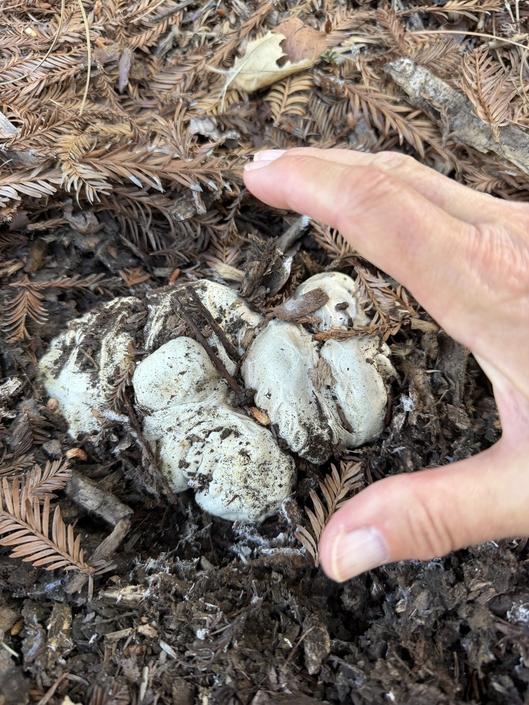 red-cage fungus · May 2026 · photo: Photo: (c) Irina Mitine, some rights reserved (CC BY) · iNaturalist