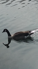 Branta canadensis