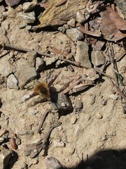 Bombylius major