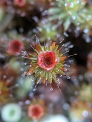 Polytrichum piliferum