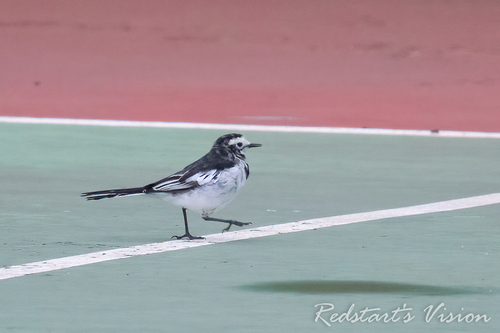 Hodgson's White Wagtail