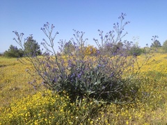 Anchusa strigosa