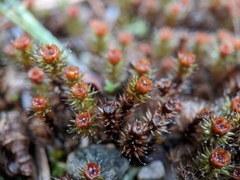Polytrichum piliferum