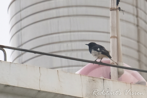 Oriental Magpie-Robin