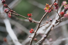 Euptelea polyandra
