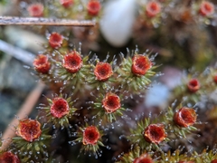 Polytrichum piliferum