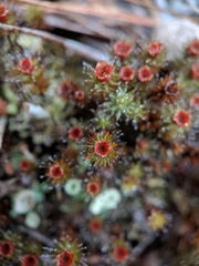 Polytrichum piliferum