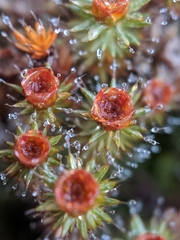 Polytrichum piliferum