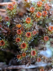 Polytrichum piliferum