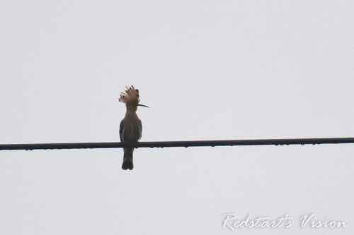 Common Hoopoe