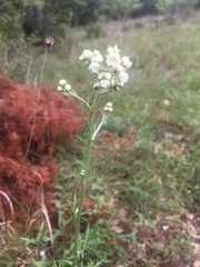 Hymenopappus artemisiifolius