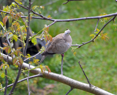Streptopelia decaocto