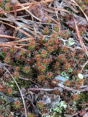 Polytrichum piliferum