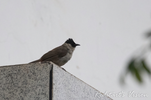 Sooty-headed Bulbul