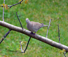Streptopelia decaocto