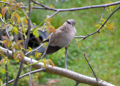 Streptopelia decaocto