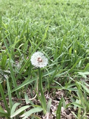 Taraxacum