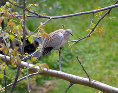 Streptopelia decaocto