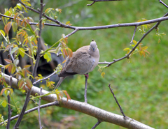 Streptopelia decaocto