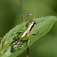 Melanoplus gracilis
