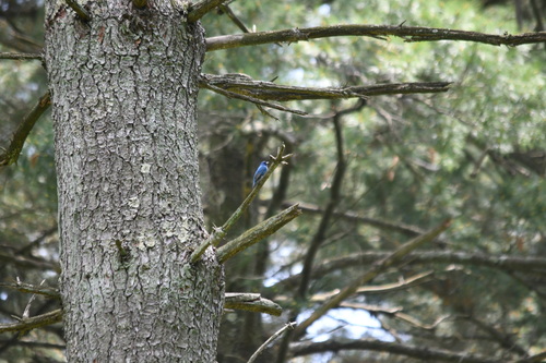Indigo Bunting