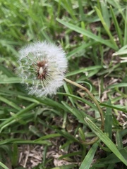 Taraxacum