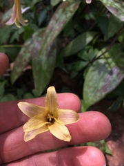 Erythronium umbilicatum
