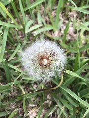 Taraxacum