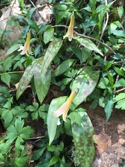 Erythronium umbilicatum